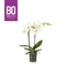 Фаленопсис "bo collection prosecco" 40/12 (Nieuwkoop Europe) 42801 - фото 104808