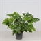 Филодендрон двоякоперистый "Little Hope" 60/21 (Nieuwkoop Europe) 42833 - фото 104852