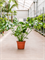 Филодендрон "Green Wonder" 130/40 (Nieuwkoop Europe) 42837 - фото 104856