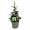 Ель восточная "Aureospicata" 70/26 (Nieuwkoop Europe) 42900 - фото 104918