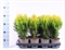 Плосковеточник "Aurea Nana" 35/13 (Nieuwkoop Europe) 42934 - фото 104986
