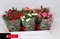 Роза Кордана микс 30/21 (Nieuwkoop Europe) 42978 - фото 105029