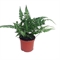 Румора адиантовидная "Variegata" 20/8 (Nieuwkoop Europe) 42980 - фото 105031