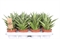 Сансевиерия Таф Леди 25/9 (Nieuwkoop Europe) 42996 - фото 105047