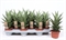 Сансевиерия Таф Леди 30/10 (Nieuwkoop Europe) 42999 - фото 105050