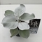 Крестовник белеющий (сенецио кандиканс) "Angel Wings" 25/13 (Nieuwkoop Europe) 43033 - фото 105086