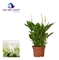 Спатифиллум "Chopin" 30/10 (Nieuwkoop Europe) 43055 - фото 105107