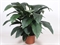Спатифиллум "Sensation" 150/45 (Nieuwkoop Europe) 43057 - фото 105109