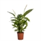Спатифиллум "Sweet Lauretta" 80/19 (Nieuwkoop Europe) 43058 - фото 105110
