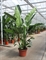 Стрелиция Николая 230/55 (Nieuwkoop Europe) 43065 - фото 105115