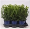 Тис средний "Densiformis" 50/17 (Nieuwkoop Europe) 43088 - фото 105134
