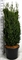 Тис средний "Hillii" 170/50 (Nieuwkoop Europe) 43089 - фото 105135