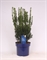 Тис средний "Hillii" 60/23 (Nieuwkoop Europe) 43091 - фото 105136
