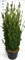 Тис средний "Hillii" 200/54 (Nieuwkoop Europe) 43092 - фото 105137