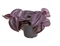 Традесканция зебрина "Purpusii Purple Joy" 10/6 (Nieuwkoop Europe) 43120 - фото 105229
