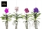 Ванда гибридная 60/15 (Nieuwkoop Europe), 43129 43129 - фото 105236
