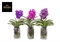 Ванда гибридная 60/15 (Nieuwkoop Europe), 43131 43131 - фото 105238