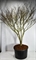 Клен дланевидный "Atropurpureum" 300/92 (Nieuwkoop Europe) 43216 - фото 105300