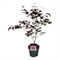 Клен дланевидный "Atropurpureum" 75/23 (Nieuwkoop Europe) 43217 - фото 105301