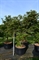 Клен дланевидный "Autumn Red" 270/80 (Nieuwkoop Europe) 43219 - фото 105303