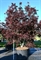 Клен дланевидный "Bloodgood" 450/110 (Nieuwkoop Europe) 43226 - фото 105310