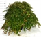 Клен дланевидный "Cascade Ruby" 110/40 (Nieuwkoop Europe) 43230 - фото 105314