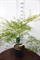 Клен дланевидный "Emerald Lace" 105/29 (Nieuwkoop Europe) 43238 - фото 105322