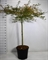 Клен дланевидный "Emerald Lace" 180/40 (Nieuwkoop Europe) 43239 - фото 105323