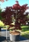 Клен дланевидный "Fireglow" 300/80 (Nieuwkoop Europe), 43242 43242 - фото 105326