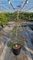 Клен дланевидный "Garnet" 125/39 (Nieuwkoop Europe) 43245 - фото 105329