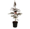 Клен дланевидный "Garnet" 145/31 (Nieuwkoop Europe) 43249 - фото 105333