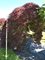Клен дланевидный "Garnet" 270/140 (Nieuwkoop Europe) 43250 - фото 105334