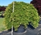 Клен дланевидный "Green Lace" 220/100 (Nieuwkoop Europe) 43253 - фото 105337