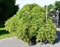 Клен дланевидный "Green Lace" 240/120 (Nieuwkoop Europe) 43254 - фото 105338