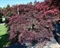 Клен дланевидный "Inaba-Shidare" 230/80 (Nieuwkoop Europe) 43256 - фото 105340