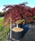 Клен дланевидный "Inaba-Shidare" 200/80 (Nieuwkoop Europe) 43261 - фото 105345