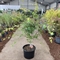 Клен дланевидный "Katsura" 120/40 (Nieuwkoop Europe) 43268 - фото 105352