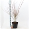 Клен дланевидный "Katsura" 120/29 (Nieuwkoop Europe) 43271 - фото 105355