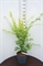 Клен дланевидный "Orange Dream" 105/29 (Nieuwkoop Europe) 43274 - фото 105358