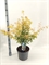 Клен дланевидный "Orange Dream" 80/29 (Nieuwkoop Europe) 43275 - фото 105359