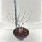 Клен дланевидный "Royal Garnet" 80/40 (Nieuwkoop Europe) 43286 - фото 105370