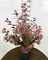 Клен дланевидный "Shaina" 105/29 (Nieuwkoop Europe) 43295 - фото 105379