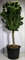 Клен дланевидный "Shishigashira" 300/65 (Nieuwkoop Europe) 43299 - фото 105383
