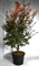Клен дланевидный "Skeeters Broom" 250/48 (Nieuwkoop Europe) 43302 - фото 105386