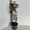 Клен дланевидный "Skeeters Broom" 60/19 (Nieuwkoop Europe) 43303 - фото 105387