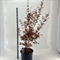 Клен дланевидный "Skeeters Broom" 150/40 (Nieuwkoop Europe) 43305 - фото 105389