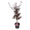Клен дланевидный "Skeeters Broom" 75/23 (Nieuwkoop Europe) 43307 - фото 105391