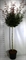 Клен дланевидный "Skeeters Broom" 240/40 (Nieuwkoop Europe) 43308 - фото 105392
