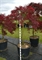 Клен дланевидный "Stella Rossa" 200/65 (Nieuwkoop Europe) 43310 - фото 105394