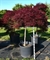 Клен дланевидный "Stella Rossa" 190/65 (Nieuwkoop Europe) 43312 - фото 105396